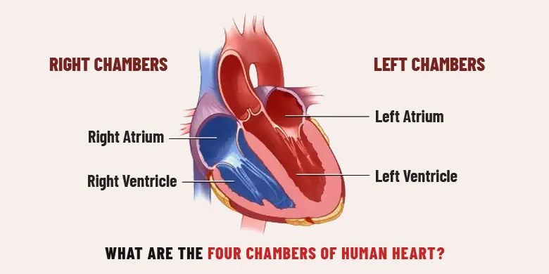 four chambers of human heart