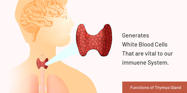 functions of thymus gland