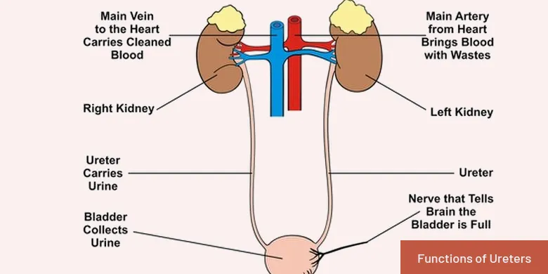 functions of ureters