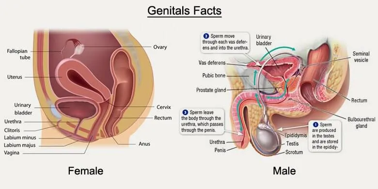 Genitals Facts