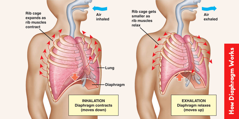 how-diaphragm-works