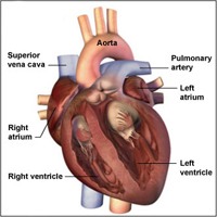 Heart Functions - How Heart Works