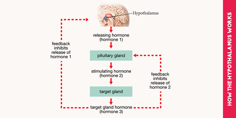how the hypothalamus works