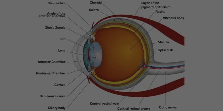human Eye