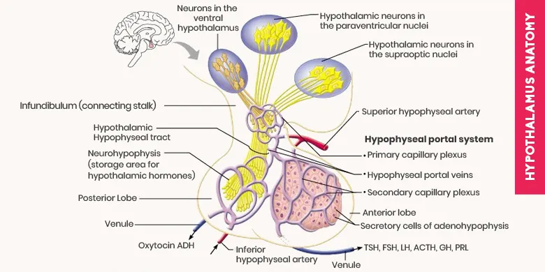 hypothalamus anatomy