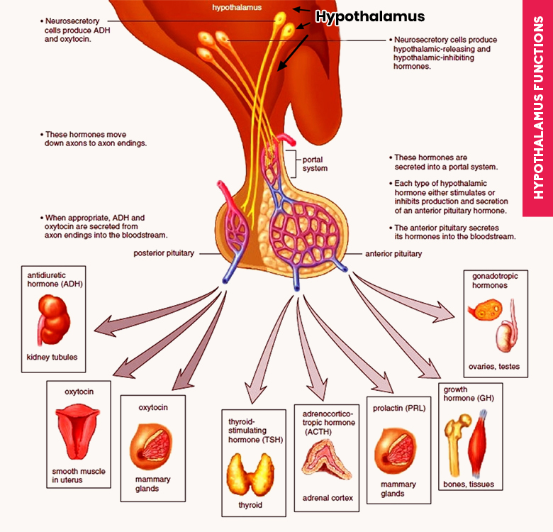 hypothalamus