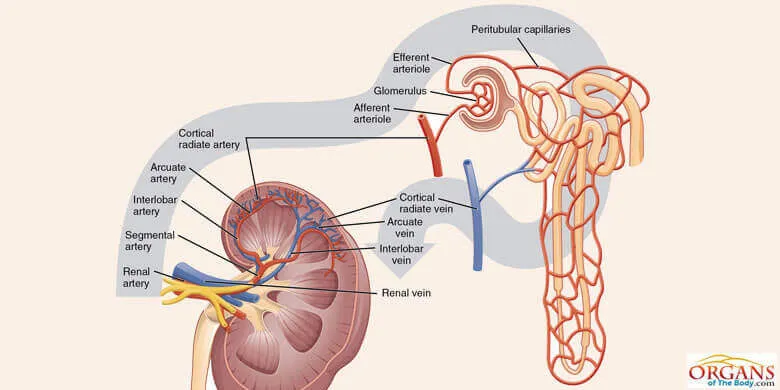 Kidney Anatomy