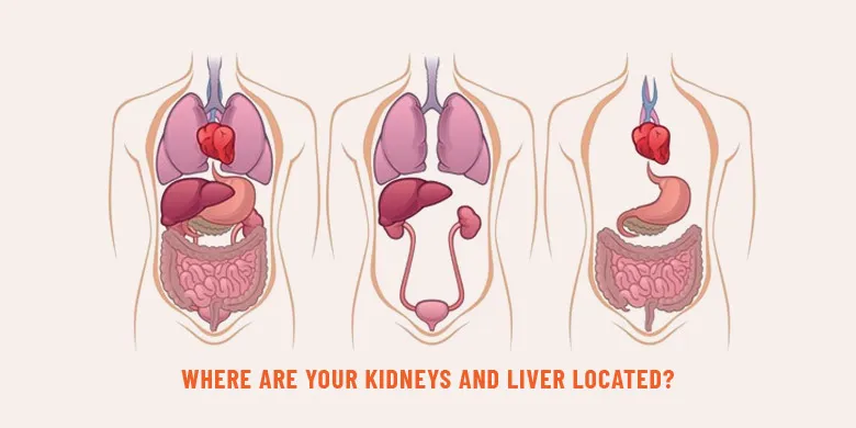 Where Are Your Kidneys And Liver Located?