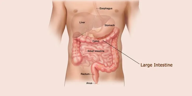 The Large Intestine Diagram