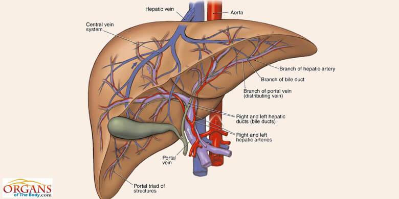 Liver Anatomy