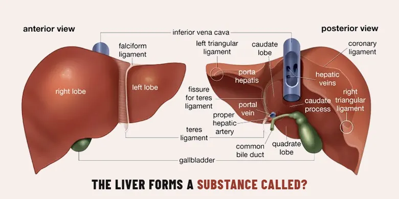 The Liver Forms A Substance Called?