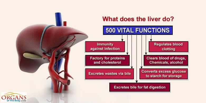 Liver Function - Functions of the Liver in Digestion