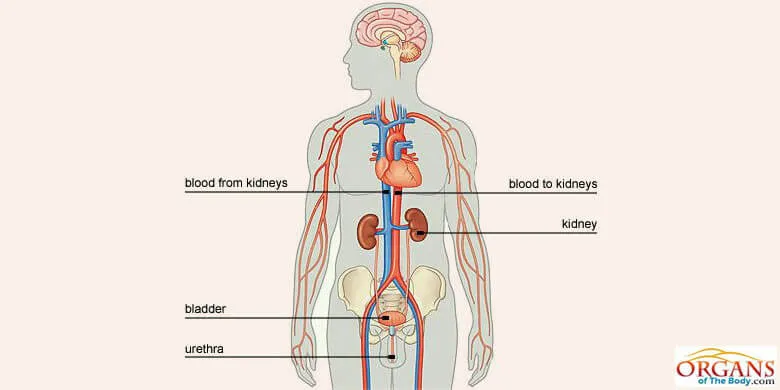 Location Of Kidneys