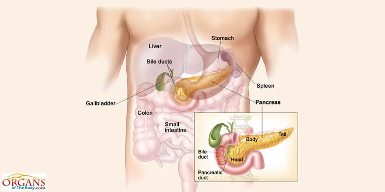 Location Of Pancreas