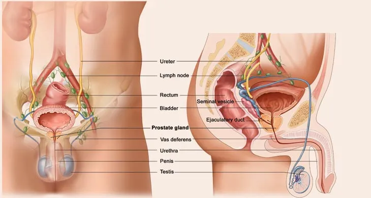 Location Of Prostate