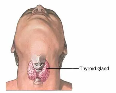 Location Of Thyroid