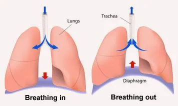Function Of Lungs