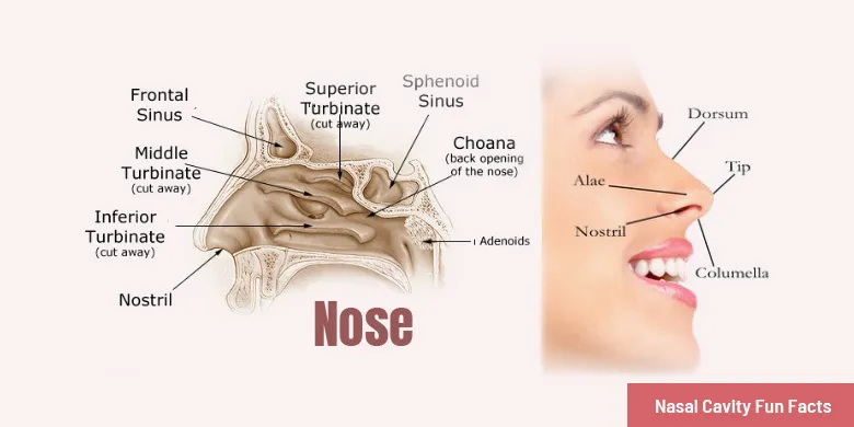 nasal cavity fun facts