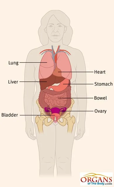 Ovaries Location in Human Body