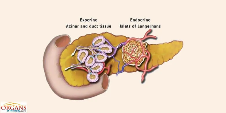 Regulation of Pancreatic Secretions
