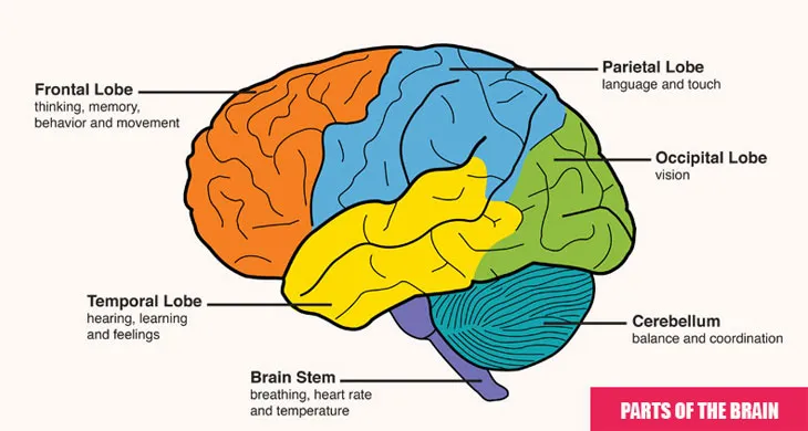 Parts Of The Brain And Their Functions In Human Body