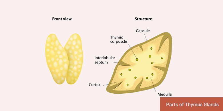parts of thymus gland