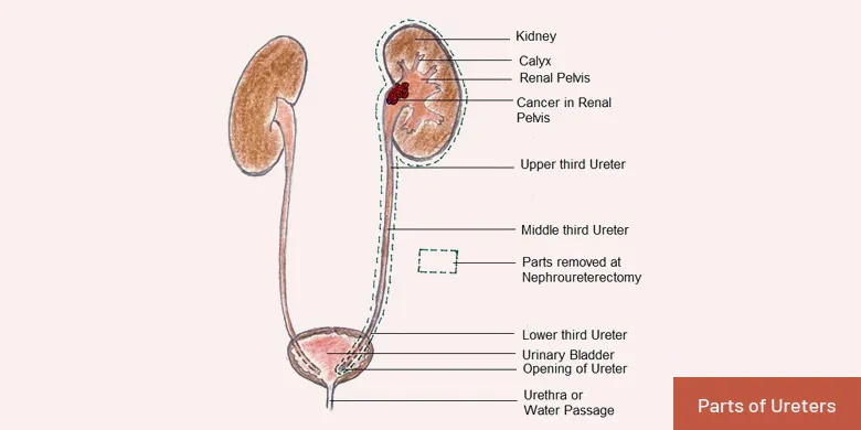 parts of ureters
