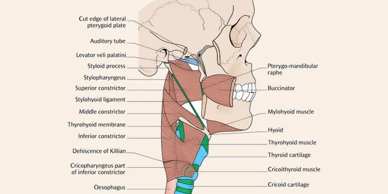 Pharynx Anatomy
