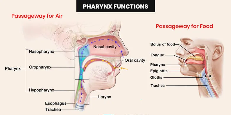 Pharynx Function