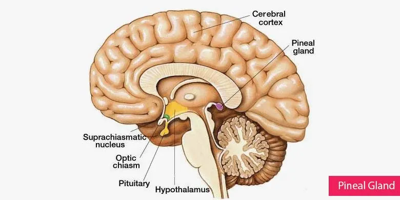 Pineal Gland Picture