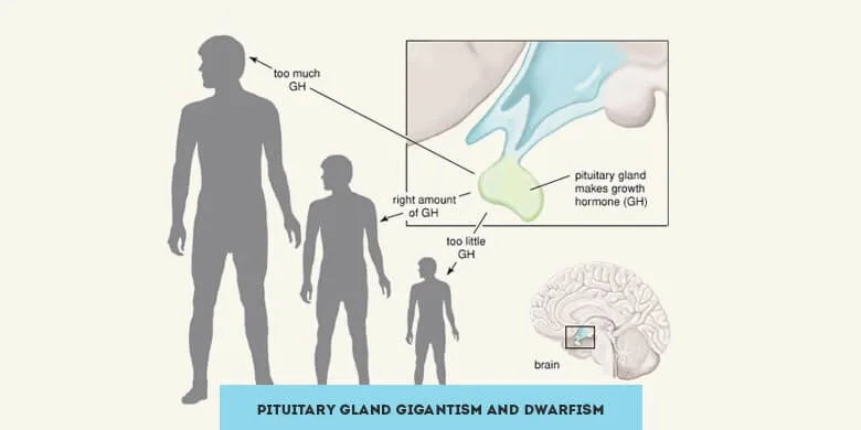 Pituitary Gland Facts