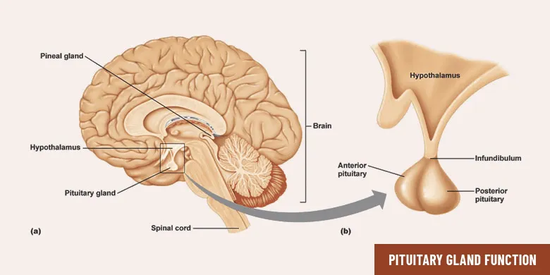 pituitary gland function