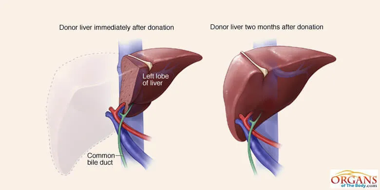 Regenerative Capacity of Liver