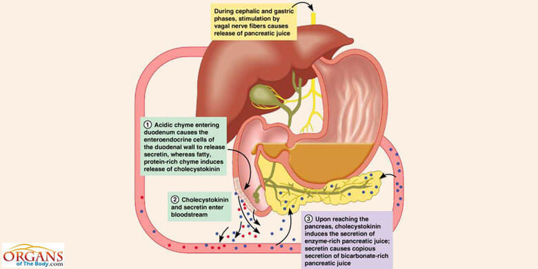 Regulation of Pancreatic Secretions