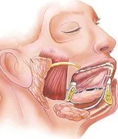 Diseases Of Salivary Glands