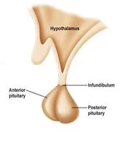What is The Pituitary Gland in the Human Body