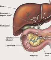 Human Liver Anatomy, What is A Liver?