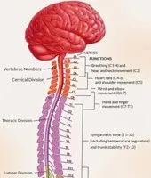 What is Spinal Cord, Parts of Spinal Cord with Pictures