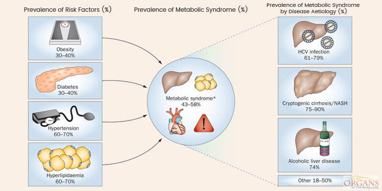 Risk Factors for Liver Disease