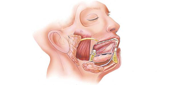 Salivary Glands