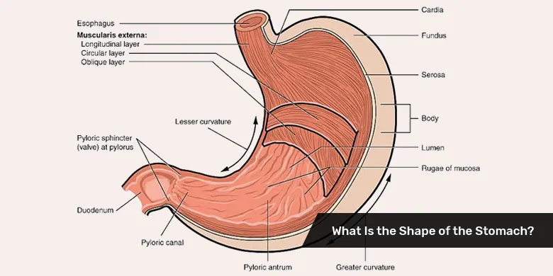 What Is The Shape Of The Stomach?