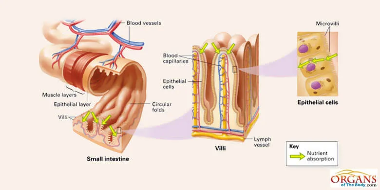SSmall Intestine Function in Digestive System