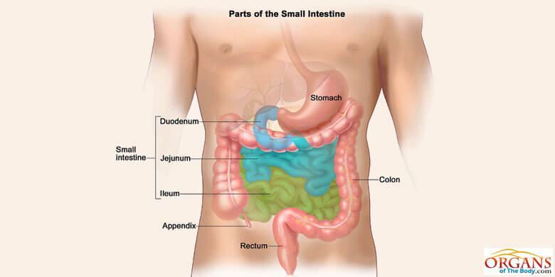 Small Intestine