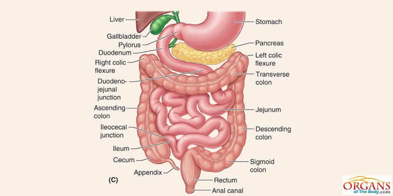 What is Small Intestine