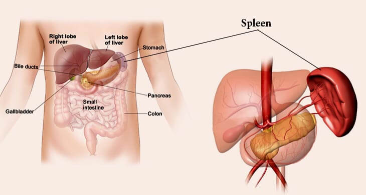 Image result for spleen location