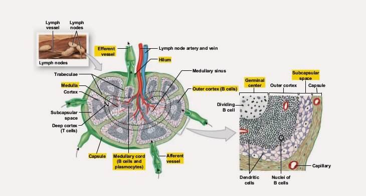 Structure of Lymph Nodes