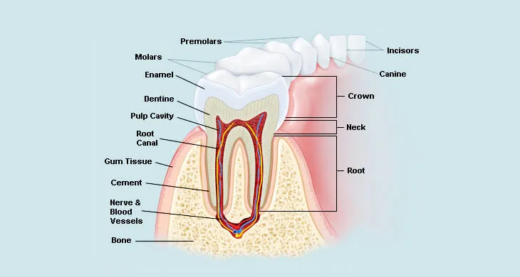Teeth Diagram