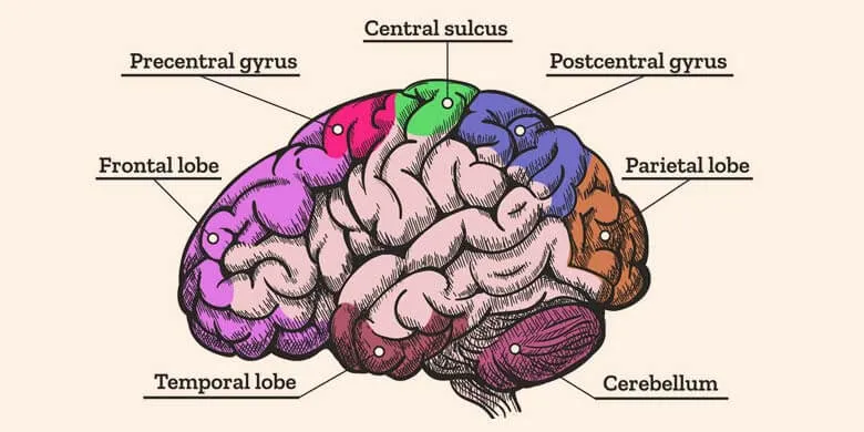 The Human Brain Diagram