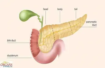 pancreas, pancreas location, pancreas diseases, what is pancreas