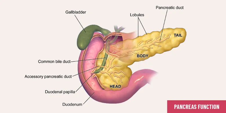 Pancreas functions